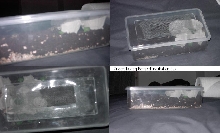 cricket breeding box