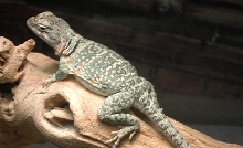 New Female