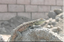 Cool Lizard, Dunno name though.
