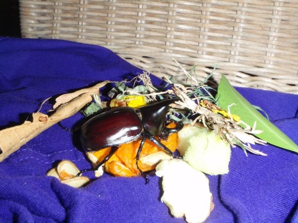 Rhino Male Beetle