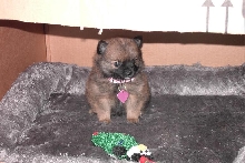 Pomeranian Pup Harley