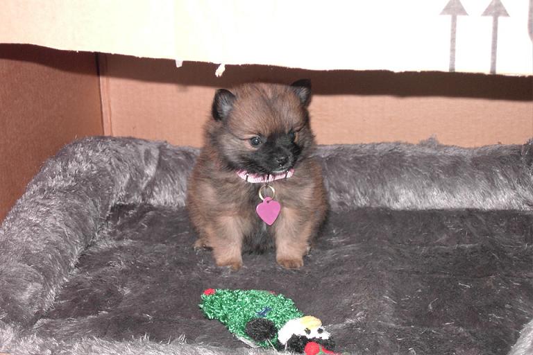 Pomeranian Pup Harley