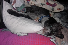 Kramer Haired Terrier