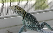 Sarge at Window