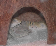 Yellowheads Sleeping