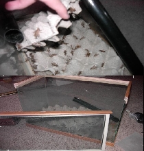 Upstairs cricket cage.