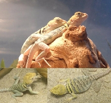 Yellowheads