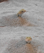 One headed Lizard