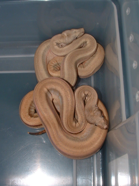 PATTERNLESS HARLEQUIN