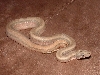 just shed patternless