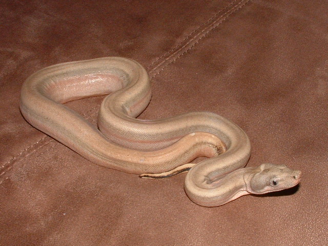 just shed patternless