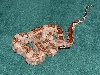 Normal from hypo harlequin x hypo harlequin