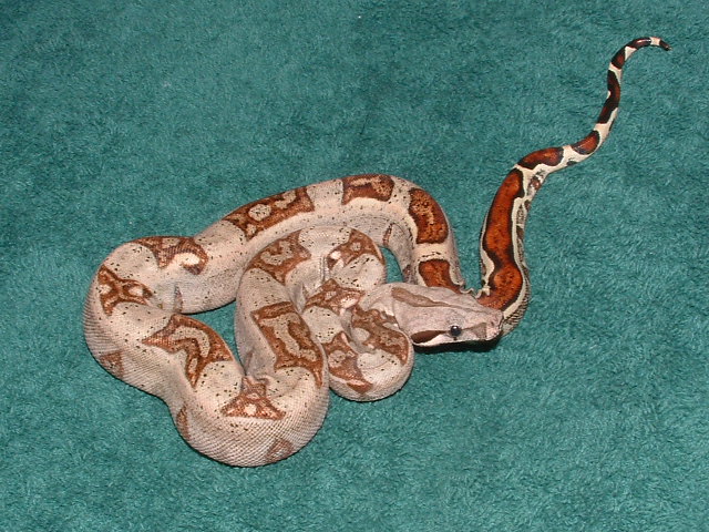Normal from hypo harlequin x hypo harlequin