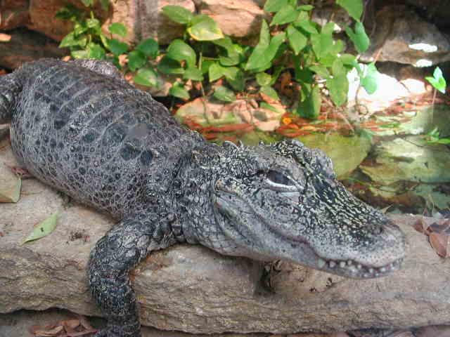 Photo Taken at the Fort Woth Zoo