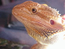 baby dragon