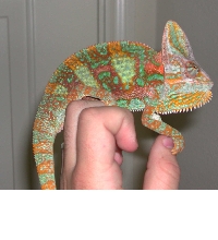 Fred