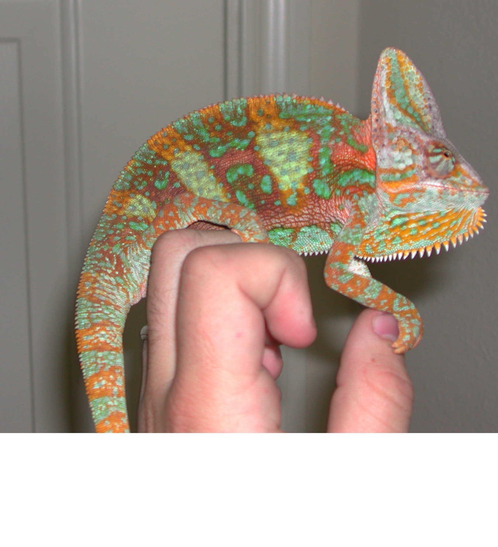 Fred