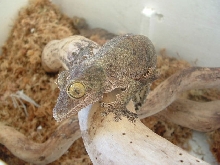 uroplatus sikorae
