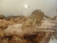 uroplatus sikorae