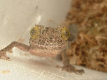 uroplatus sikorae