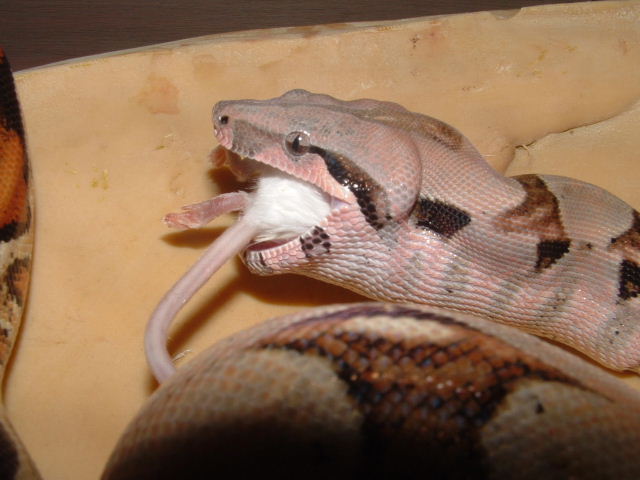 Pastel boa