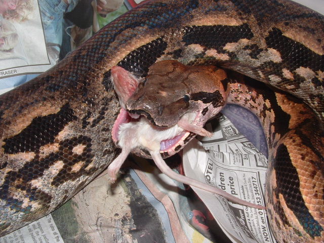 madagascan ground boa