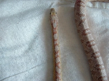 Ghost corn
