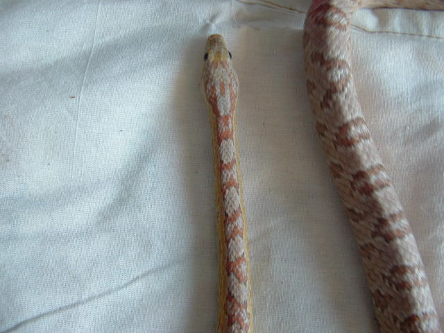 Ghost corn