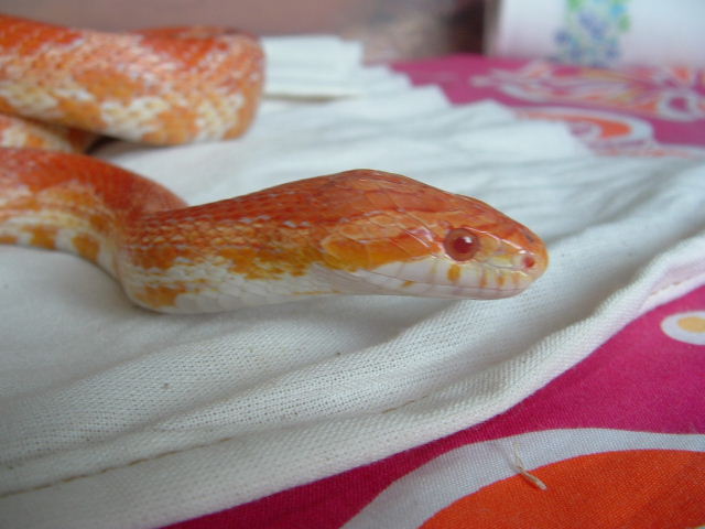Matilda