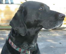 My dog, Molly