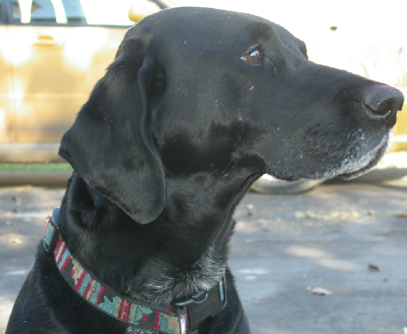 My dog, Molly