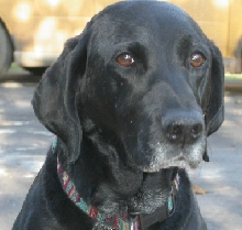 My Dog, Molly