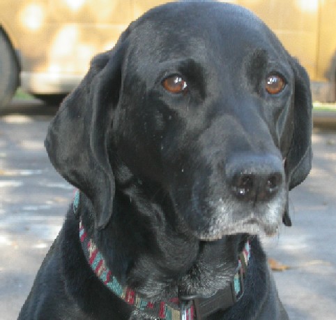 My Dog, Molly