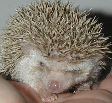 Roscoe