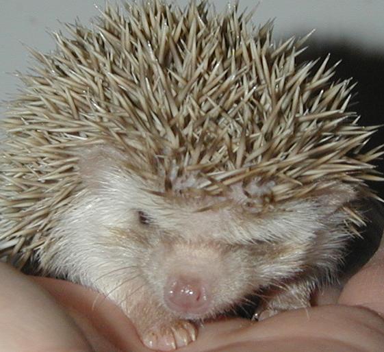 Roscoe