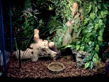 my ball pythons home