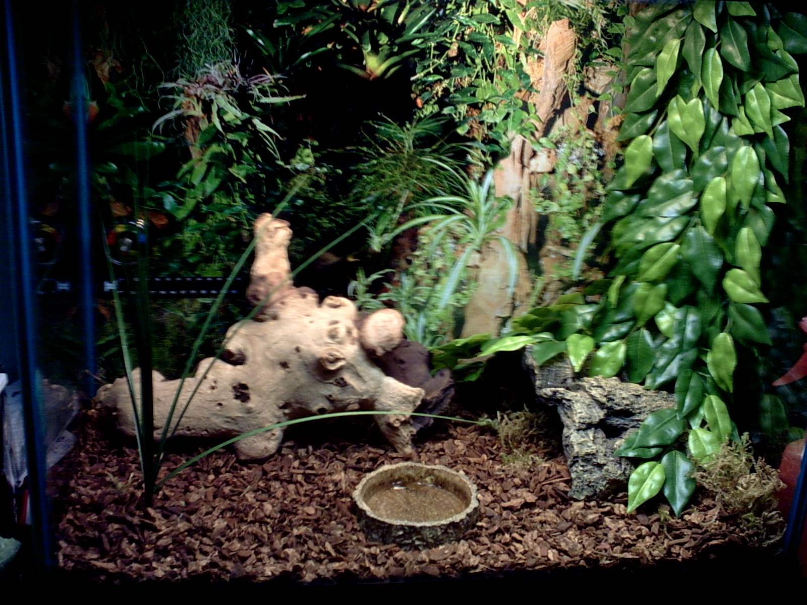 my ball pythons home