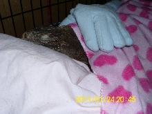 Kismet sleeping