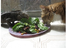 Kismet and Andromeda