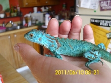 blue morph green?