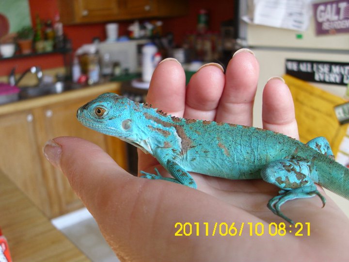 blue morph green?