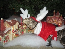 Christmas Kismet