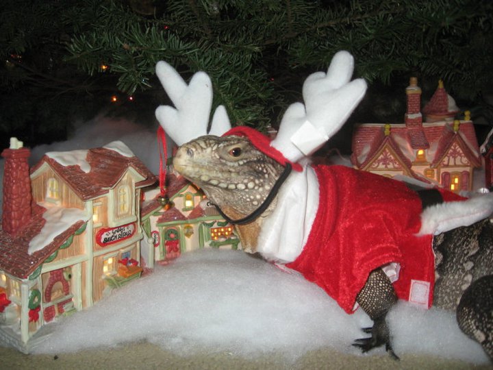 Christmas Kismet