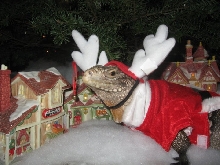 Christmas Kismet 3