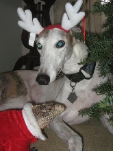 Christmas iguana and her reindeer