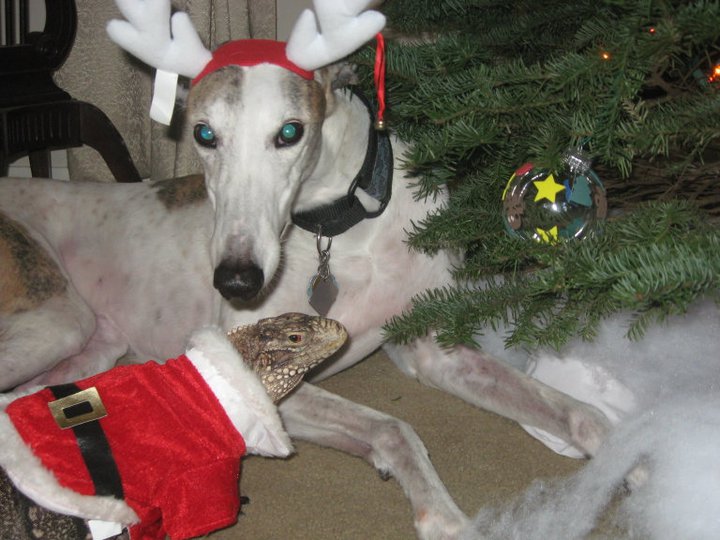 Christmas Kismet and her Reindeer