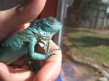 Glaurung 2