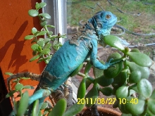 Glaurung showing color