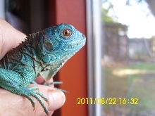 Glaurung August