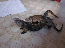 Mating Cyclura
